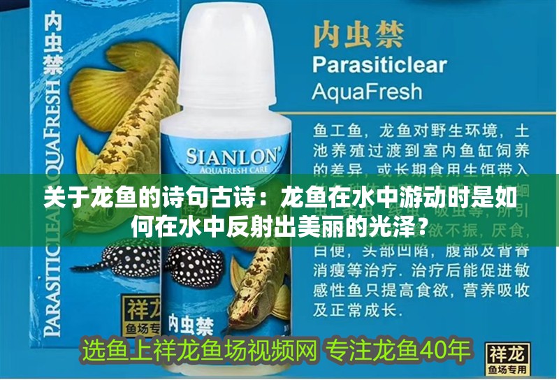 關(guān)于龍魚(yú)的詩(shī)句古詩(shī)：龍魚(yú)在水中游動(dòng)時(shí)是如何在水中反射出美麗的光澤？