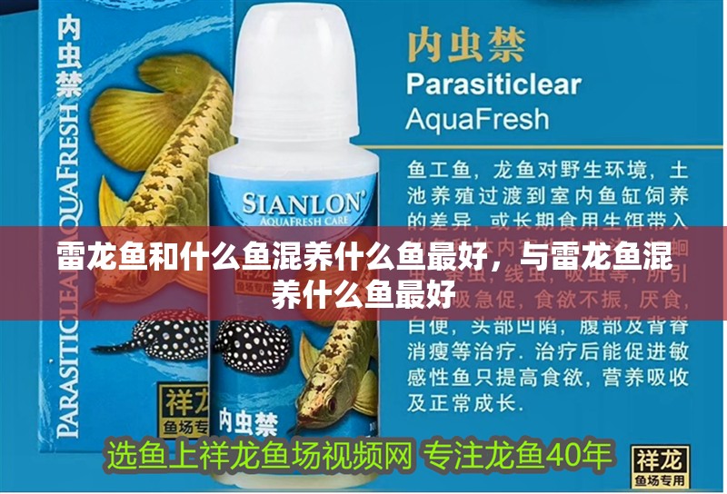 雷龍魚和什么魚混養什么魚最好，與雷龍魚混養什么魚最好