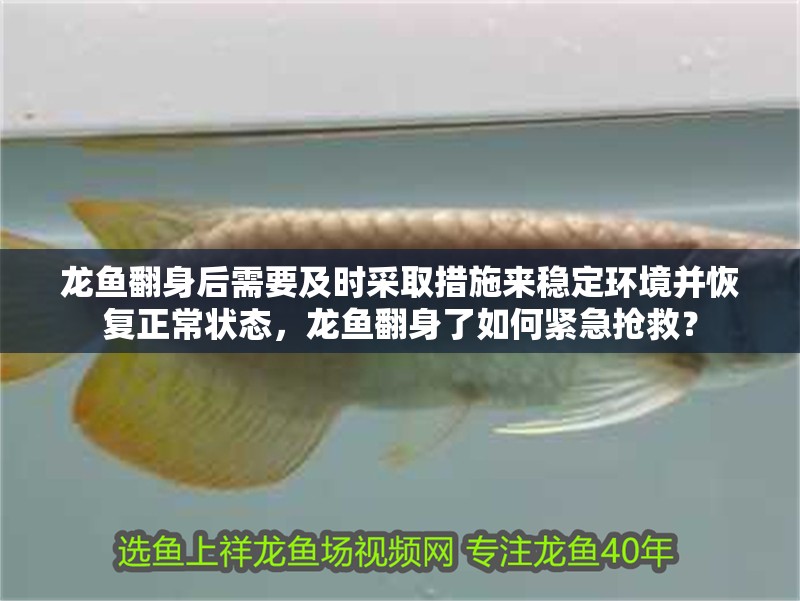 龍魚翻身后需要及時采取措施來穩定環境并恢復正常狀態，龍魚翻身了如何緊急搶救？