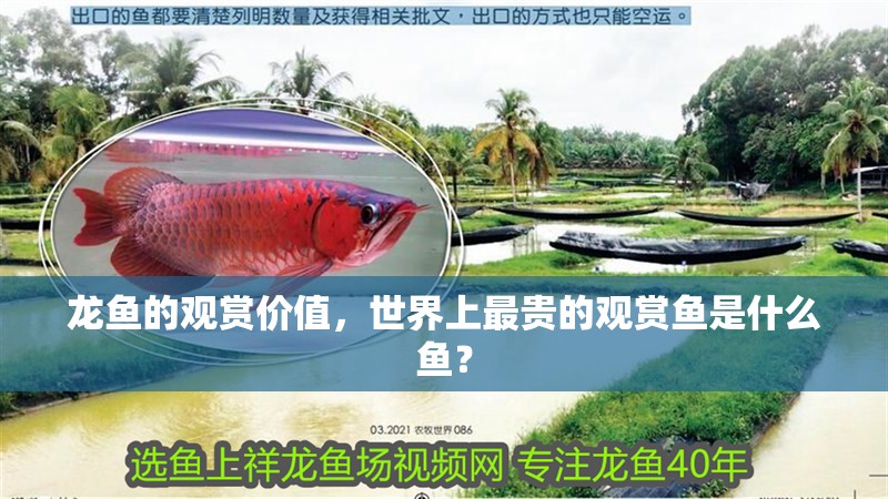 龍魚的觀賞價值，世界上最貴的觀賞魚是什么魚？