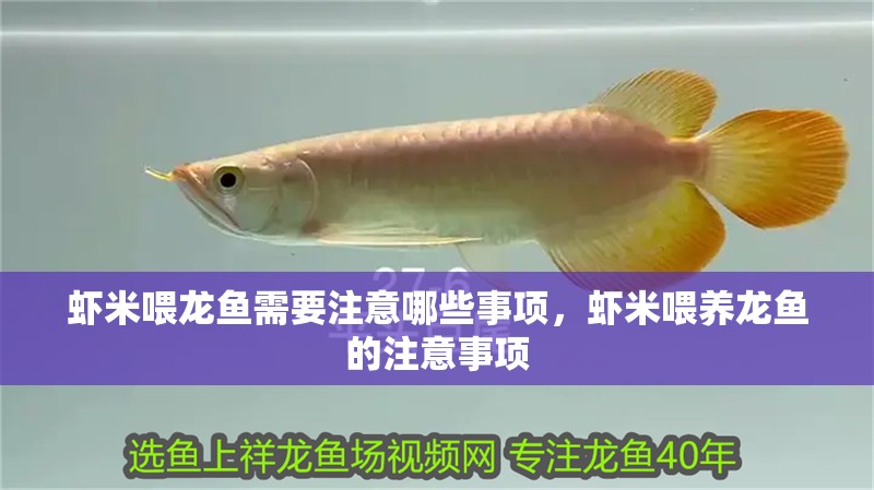 蝦米喂龍魚需要注意哪些事項，蝦米喂養龍魚的注意事項