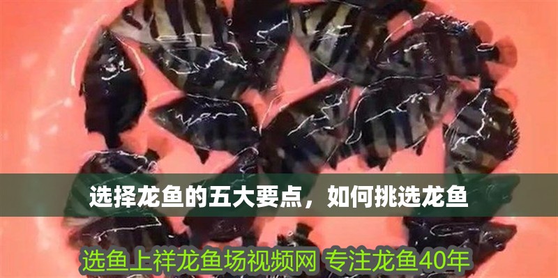 選擇龍魚的五大要點，如何挑選龍魚