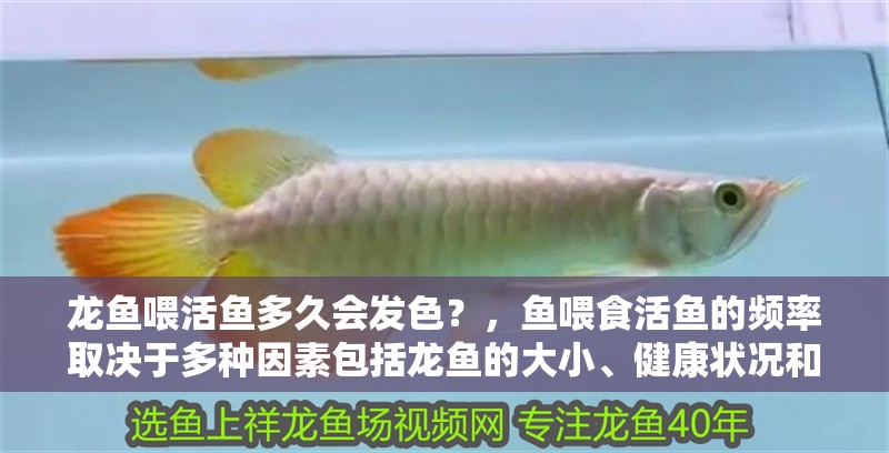 龍魚喂活魚多久會發(fā)色？，魚喂食活魚的頻率取決于多種因素包括龍魚的大小、健康狀況和活動水平
