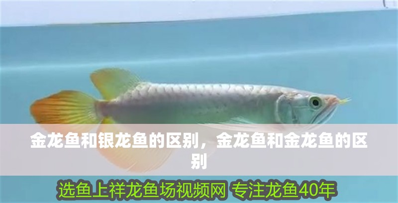 金龍魚和銀龍魚的區別，金龍魚和金龍魚的區別