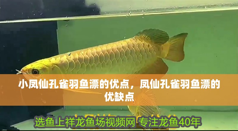 小鳳仙孔雀羽魚漂的優點,鳳仙孔雀羽魚漂的優缺點 觀賞魚百科 第2張 小鳳仙孔雀羽魚漂的優點,鳳仙孔雀羽魚漂的優缺點 小鳳仙孔雀羽魚漂的優點,鳳仙孔雀羽魚漂的優缺點 觀賞魚百科 第2張