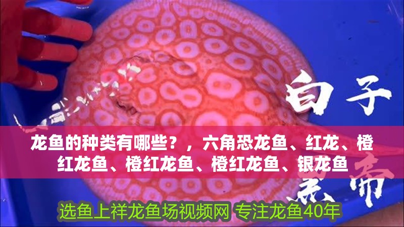龍魚的種類有哪些？，六角恐龍魚、紅龍、橙紅龍魚、橙紅龍魚、橙紅龍魚、銀龍魚