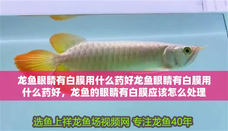 龍魚眼睛有白膜用什么藥好龍魚眼睛有白膜用什么藥好，龍魚的眼睛有白膜應(yīng)該怎么處理