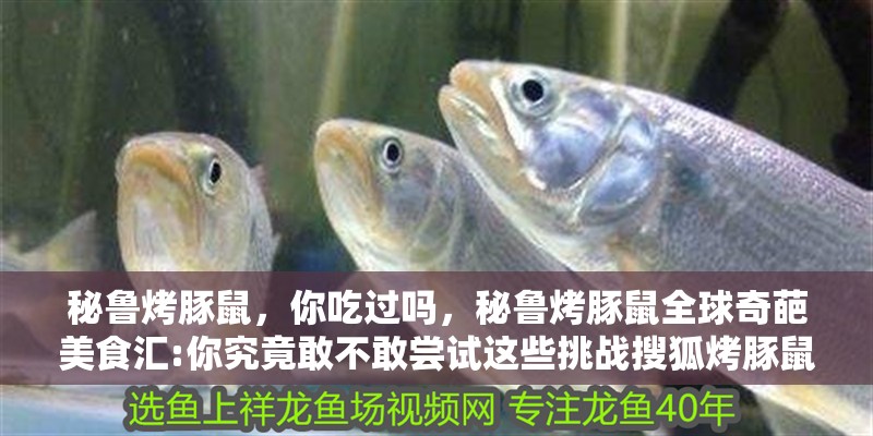 秘魯烤豚鼠，你吃過嗎，秘魯烤豚鼠全球奇葩美食匯:你究竟敢不敢嘗試這些挑戰搜狐烤豚鼠