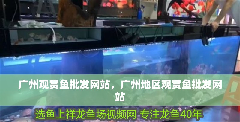 廣州觀賞魚批發(fā)網(wǎng)站，廣州地區(qū)觀賞魚批發(fā)網(wǎng)站