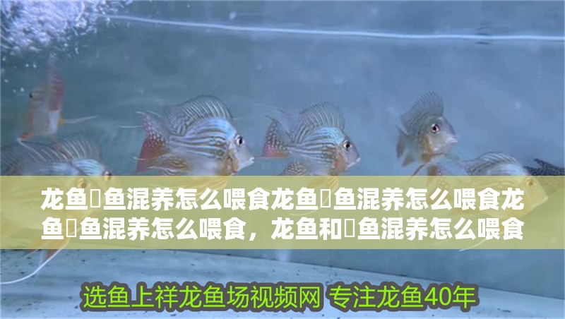 龍魚魟魚混養怎么喂食龍魚魟魚混養怎么喂食龍魚魟魚混養怎么喂食，龍魚和魟魚混養怎么喂食 龍魚魟魚混養怎么喂食龍魚魟魚混養怎么喂食龍魚魟魚混養怎么喂食，龍魚和魟魚混養怎么喂食 觀賞魚百科
