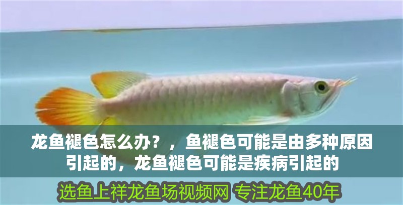 龍魚褪色怎么辦？，魚褪色可能是由多種原因引起的，龍魚褪色可能是疾病引起的