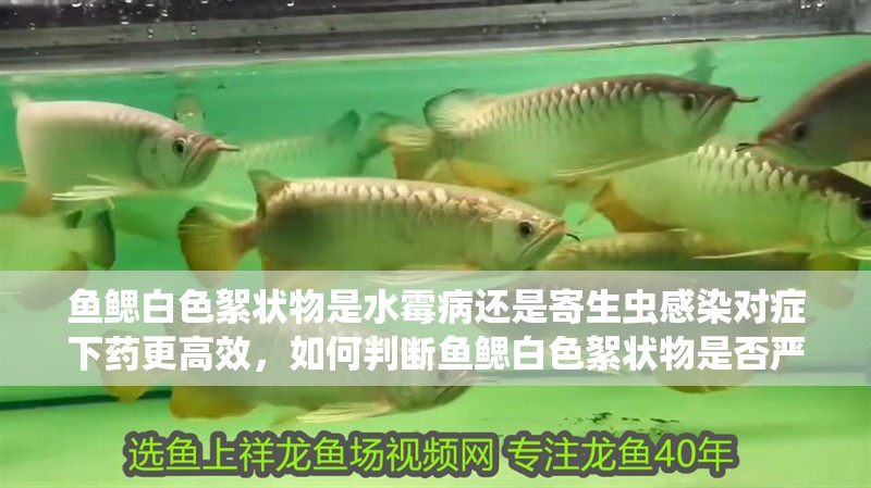 魚鰓白色絮狀物是水霉病還是寄生蟲感染對癥下藥更高效，如何判斷魚鰓白色絮狀物是否嚴重