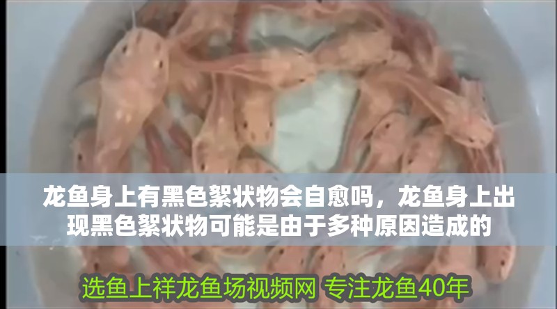 龍魚身上有黑色絮狀物會自愈嗎，龍魚身上出現黑色絮狀物可能是由于多種原因造成的 龍魚身上有黑色絮狀物會自愈嗎，龍魚身上出現黑色絮狀物可能是由于多種原因造成的 龍魚百科