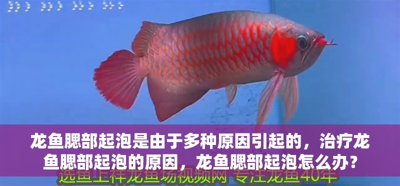 龍魚腮部起泡是由于多種原因引起的，治療龍魚腮部起泡的原因，龍魚腮部起泡怎么辦？