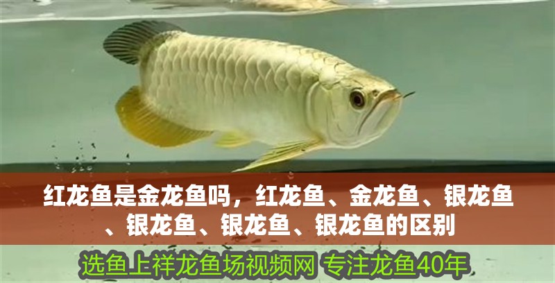 紅龍魚是金龍魚嗎，紅龍魚、金龍魚、銀龍魚、銀龍魚、銀龍魚、銀龍魚的區別