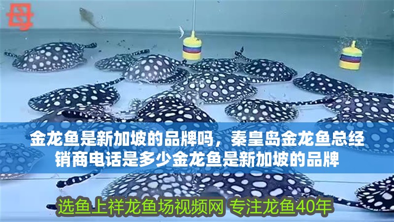 金龍魚是新加坡的品牌嗎,秦皇島金龍魚總經(jīng)銷商電話是多少金龍魚是新加坡的品牌 觀賞魚百科 第2張 金龍魚是新加坡的品牌嗎,秦皇島金龍魚總經(jīng)銷商電話是多少金龍魚是新加坡的品牌 金龍魚是新加坡的品牌嗎,秦皇島金龍魚總經(jīng)銷商電話是多少金龍魚是新加坡的品牌 觀賞魚百科 第2張