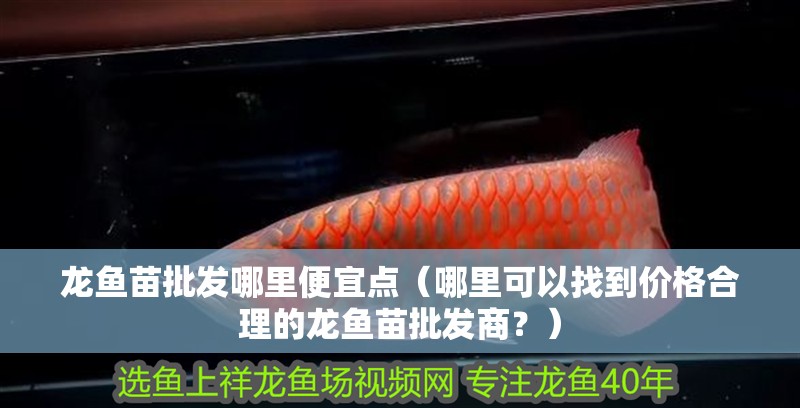 龍魚苗批發哪里便宜點（哪里可以找到價格合理的龍魚苗批發商？）