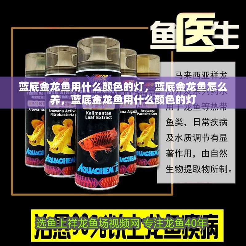 藍(lán)底金龍魚用什么顏色的燈，藍(lán)底金龍魚怎么養(yǎng)，藍(lán)底金龍魚用什么顏色的燈