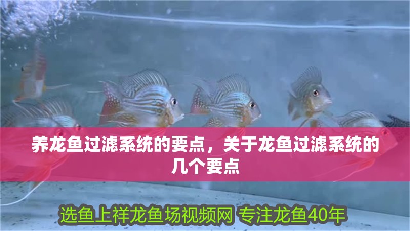 養(yǎng)龍魚過濾系統(tǒng)的要點，關(guān)于龍魚過濾系統(tǒng)的幾個要點
