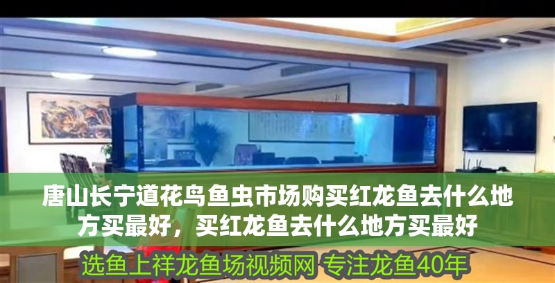 唐山長(zhǎng)寧道花鳥魚蟲市場(chǎng)購(gòu)買紅龍魚去什么地方買最好，買紅龍魚去什么地方買最好