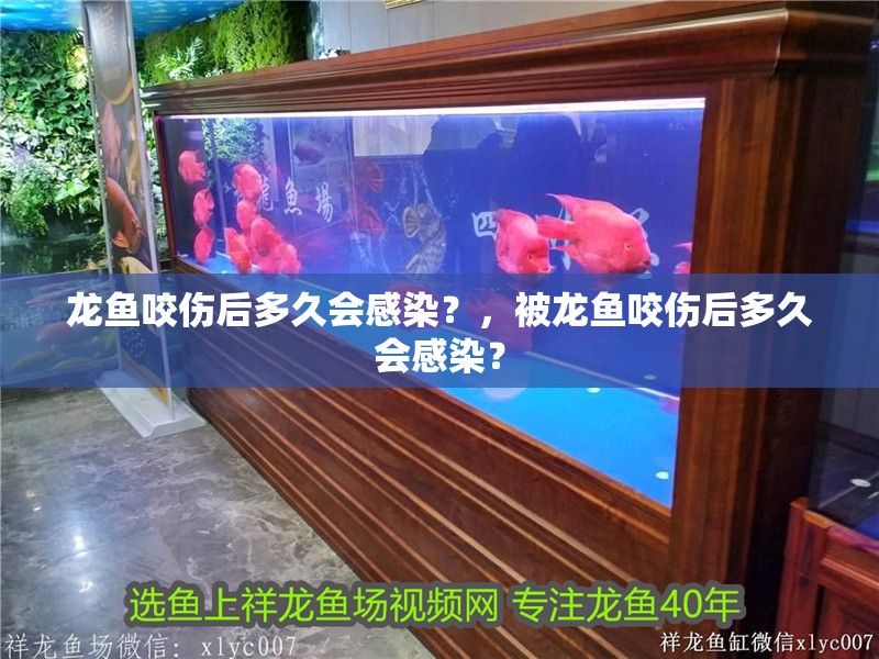 龍魚咬傷后多久會感染？，被龍魚咬傷后多久會感染？ 龍魚咬傷后多久會感染？，被龍魚咬傷后多久會感染？ 龍魚百科 第2張