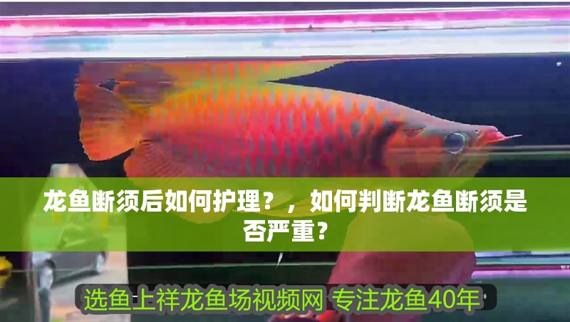 龍魚斷須后如何護理？，如何判斷龍魚斷須是否嚴重？