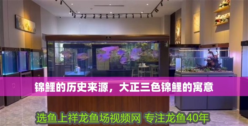錦鯉的歷史來源，大正三色錦鯉的寓意