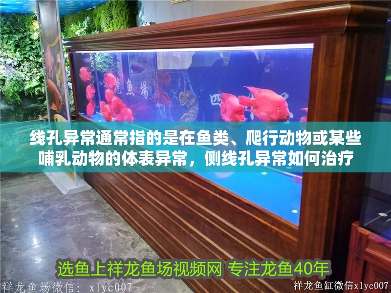 線孔異常通常指的是在魚類、爬行動物或某些哺乳動物的體表異常，側線孔異常如何治療