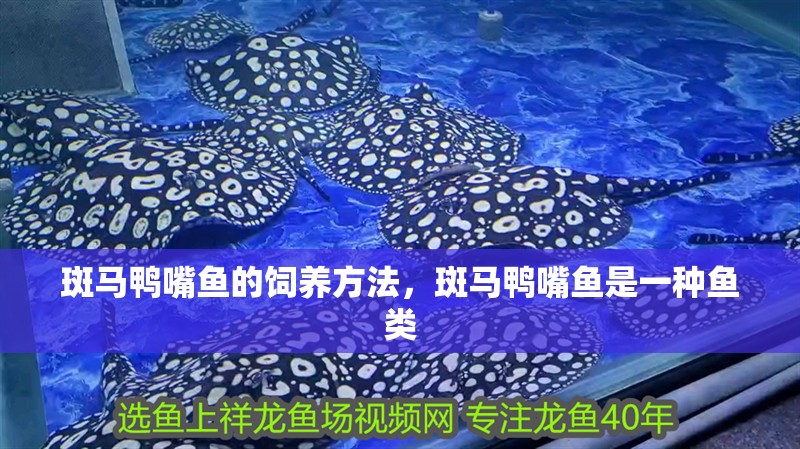 斑馬鴨嘴魚的飼養(yǎng)方法，斑馬鴨嘴魚是一種魚類