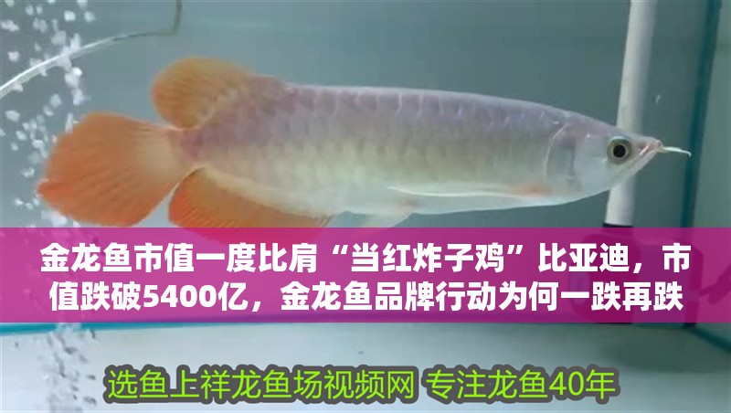 金龍魚市值一度比肩“當(dāng)紅炸子雞”比亞迪，市值跌破5400億，金龍魚品牌行動(dòng)為何一跌再跌金龍魚市值卻一跌再跌