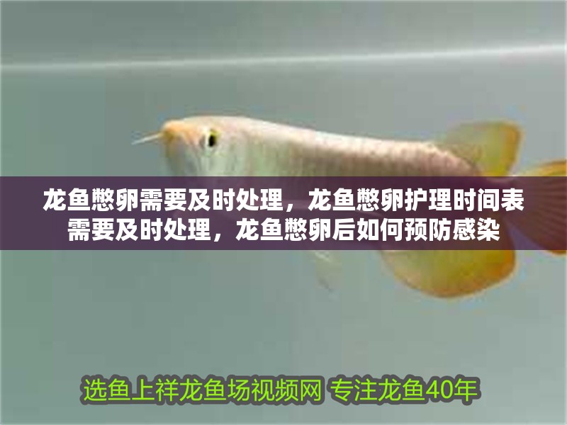 龍魚憋卵需要及時處理，龍魚憋卵護理時間表需要及時處理，龍魚憋卵后如何預防感染