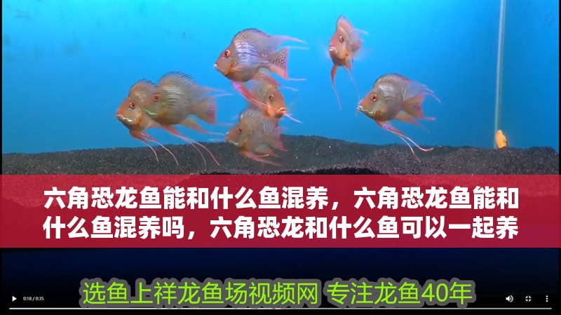 六角恐龍魚能和什么魚混養(yǎng)，六角恐龍魚能和什么魚混養(yǎng)嗎，六角恐龍和什么魚可以一起養(yǎng)，混養(yǎng)好還是單養(yǎng)好
