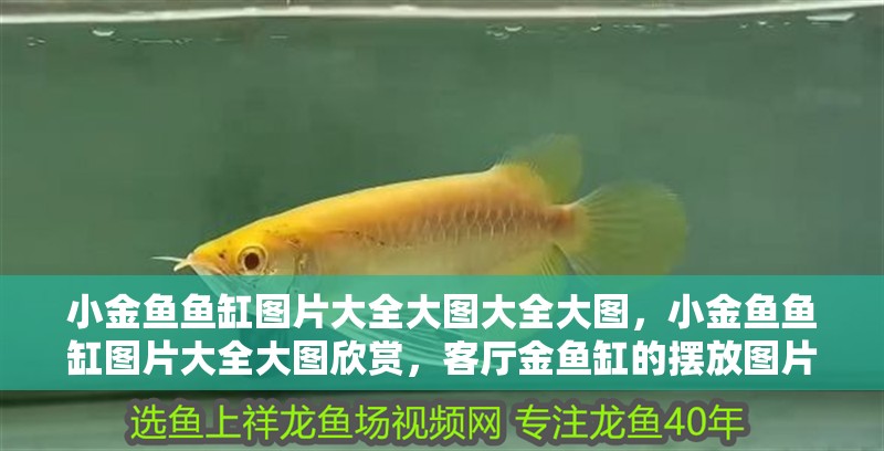 小金魚魚缸圖片大全大圖大全大圖，小金魚魚缸圖片大全大圖欣賞，客廳金魚缸的擺放圖片欣賞