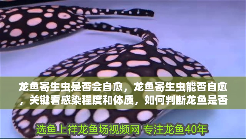 龍魚寄生蟲是否會(huì)自愈，龍魚寄生蟲能否自愈，關(guān)鍵看感染程度和體質(zhì)，如何判斷龍魚是否感染寄生蟲？