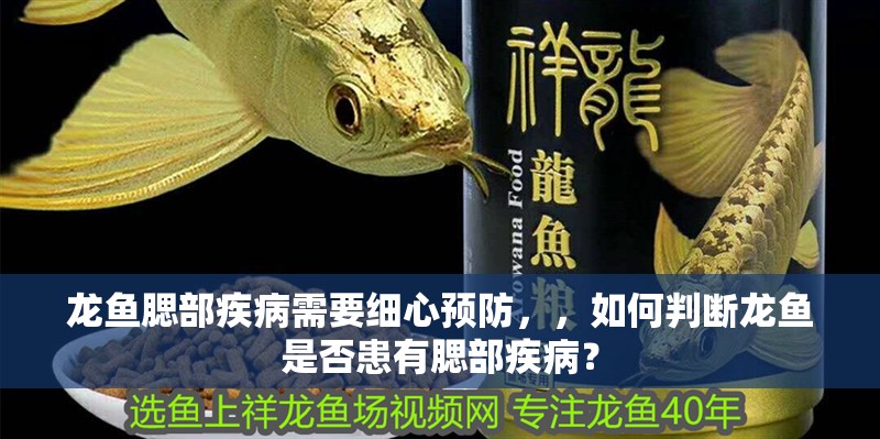 龍魚腮部疾病需要細(xì)心預(yù)防，，如何判斷龍魚是否患有腮部疾病？
