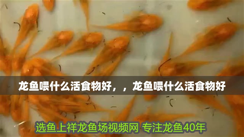 龍魚喂什么活食物好，，龍魚喂什么活食物好