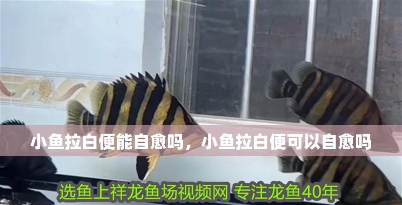 小魚拉白便能自愈嗎，小魚拉白便可以自愈嗎