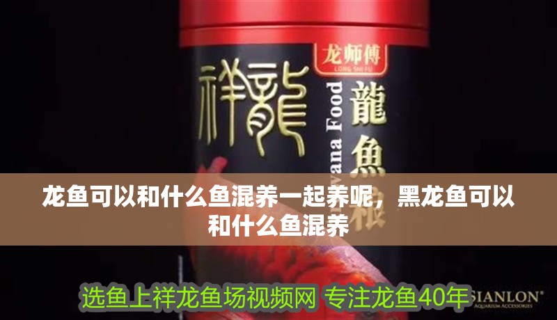 龍魚可以和什么魚混養一起養呢，黑龍魚可以和什么魚混養