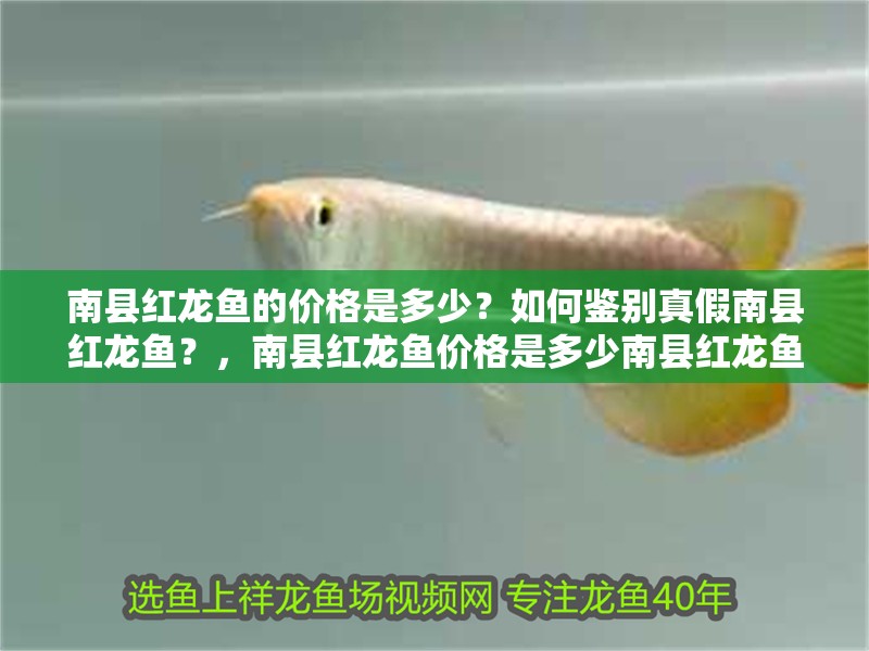 南縣紅龍魚的價格是多少？如何鑒別真假南縣紅龍魚？，南縣紅龍魚價格是多少南縣紅龍魚對生活環(huán)境有哪些要求 南縣紅龍魚的價格是多少？如何鑒別真假南縣紅龍魚？，南縣紅龍魚價格是多少南縣紅龍魚對生活環(huán)境有哪些要求 觀賞魚百科 第9張