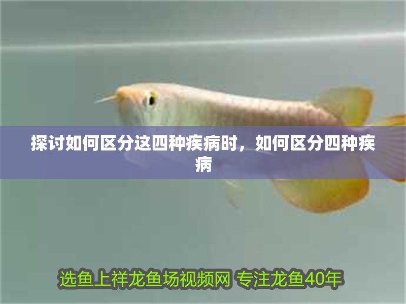探討如何區(qū)分這四種疾病時，如何區(qū)分四種疾病