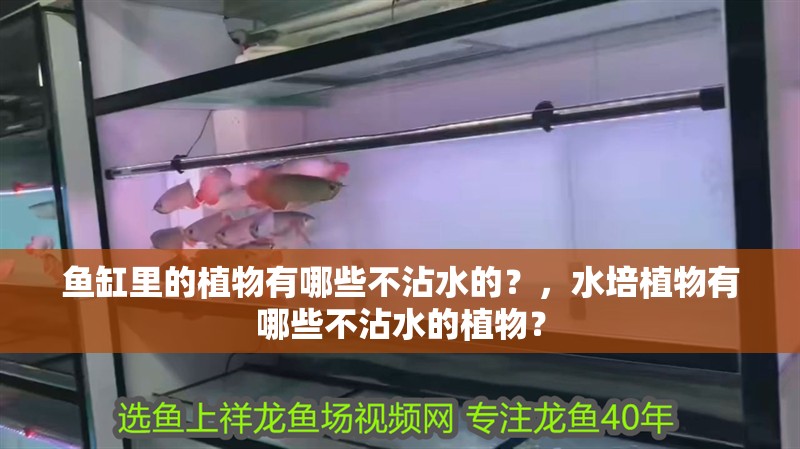 魚缸里的植物有哪些不沾水的？，水培植物有哪些不沾水的植物？