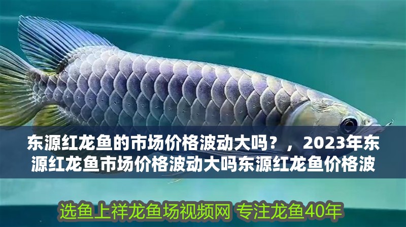 東源紅龍魚的市場價格波動大嗎？，2023年東源紅龍魚市場價格波動大嗎東源紅龍魚價格波動大嗎