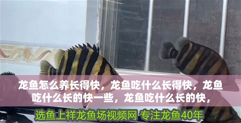 龍魚怎么養長得快，龍魚吃什么長得快，龍魚吃什么長的快一些，龍魚吃什么長的快，