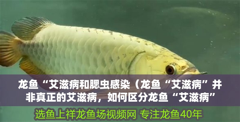 龍魚“艾滋病和腮蟲感染（龍魚“艾滋病”并非真正的艾滋病，如何區(qū)分龍魚“艾滋病”