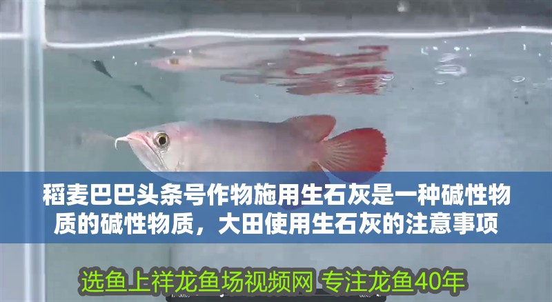 稻麥巴巴頭條號作物施用生石灰是一種堿性物質的堿性物質，大田使用生石灰的注意事項