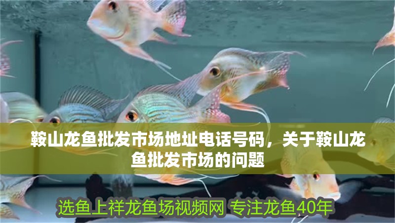 鞍山龍魚批發市場地址電話號碼，關于鞍山龍魚批發市場的問題 鞍山龍魚批發市場地址電話號碼，關于鞍山龍魚批發市場的問題 觀賞魚百科 第3張