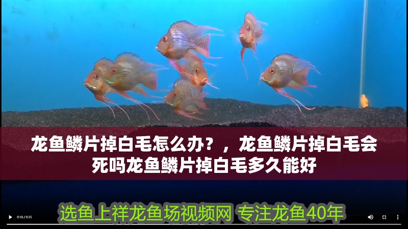 龍魚鱗片掉白毛怎么辦？，龍魚鱗片掉白毛會死嗎龍魚鱗片掉白毛多久能好
