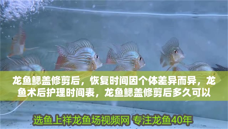 龍魚鰓蓋修剪后，恢復時間因個體差異而異，龍魚術后護理時間表，龍魚鰓蓋修剪后多久可以喂食龍魚鰓蓋修剪后多久可以喂食