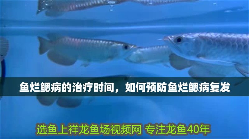 魚爛鰓病的治療時間，如何預防魚爛鰓病復發