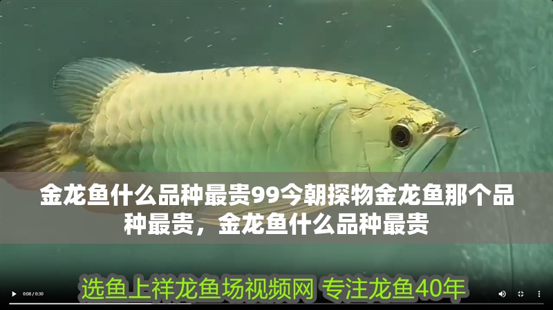 金龍魚什么品種最貴99今朝探物金龍魚那個品種最貴，金龍魚什么品種最貴